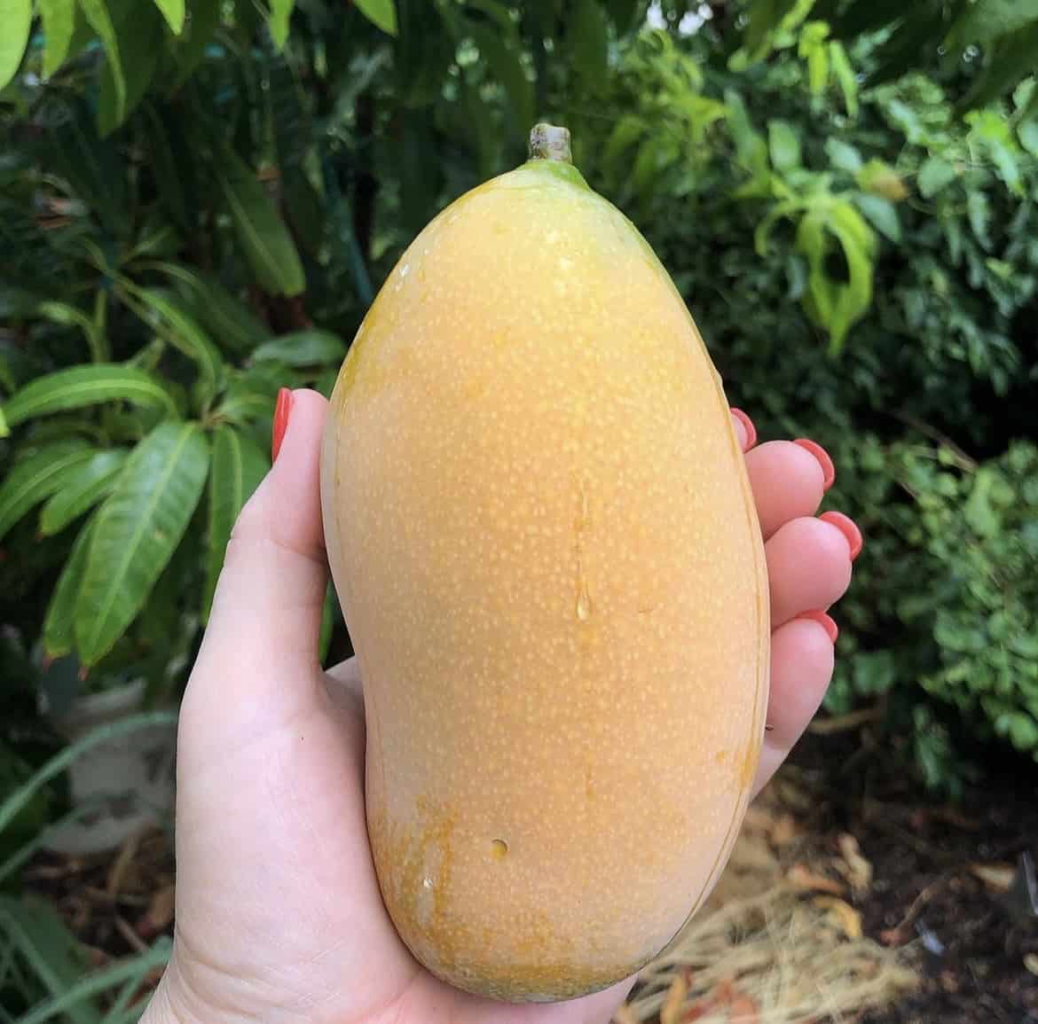 Valencia Pride Mango (Mangifera indica) – Sweet, Juicy, and Fiber-Free Mango with Rich Tropical Flavor