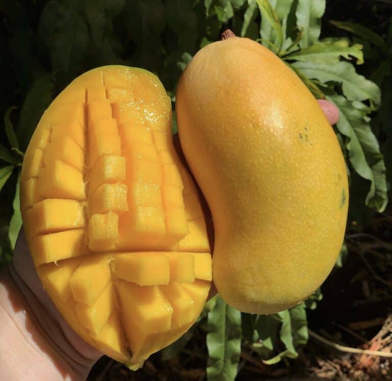 Valencia Pride Mango (Mangifera indica) – Sweet, Juicy, and Fiber-Free Mango with Rich Tropical Flavor