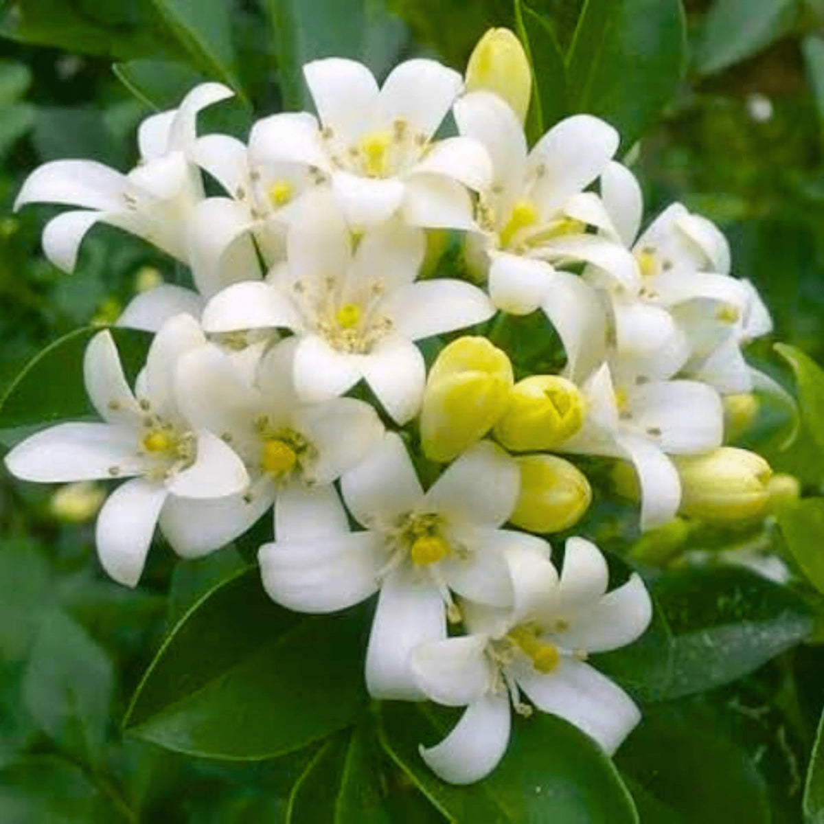 White Murraya Flower Seeds – Heirloom, Non-GMO Seeds for Planting Fragrant Garden Blooms seeds for planting in home garden