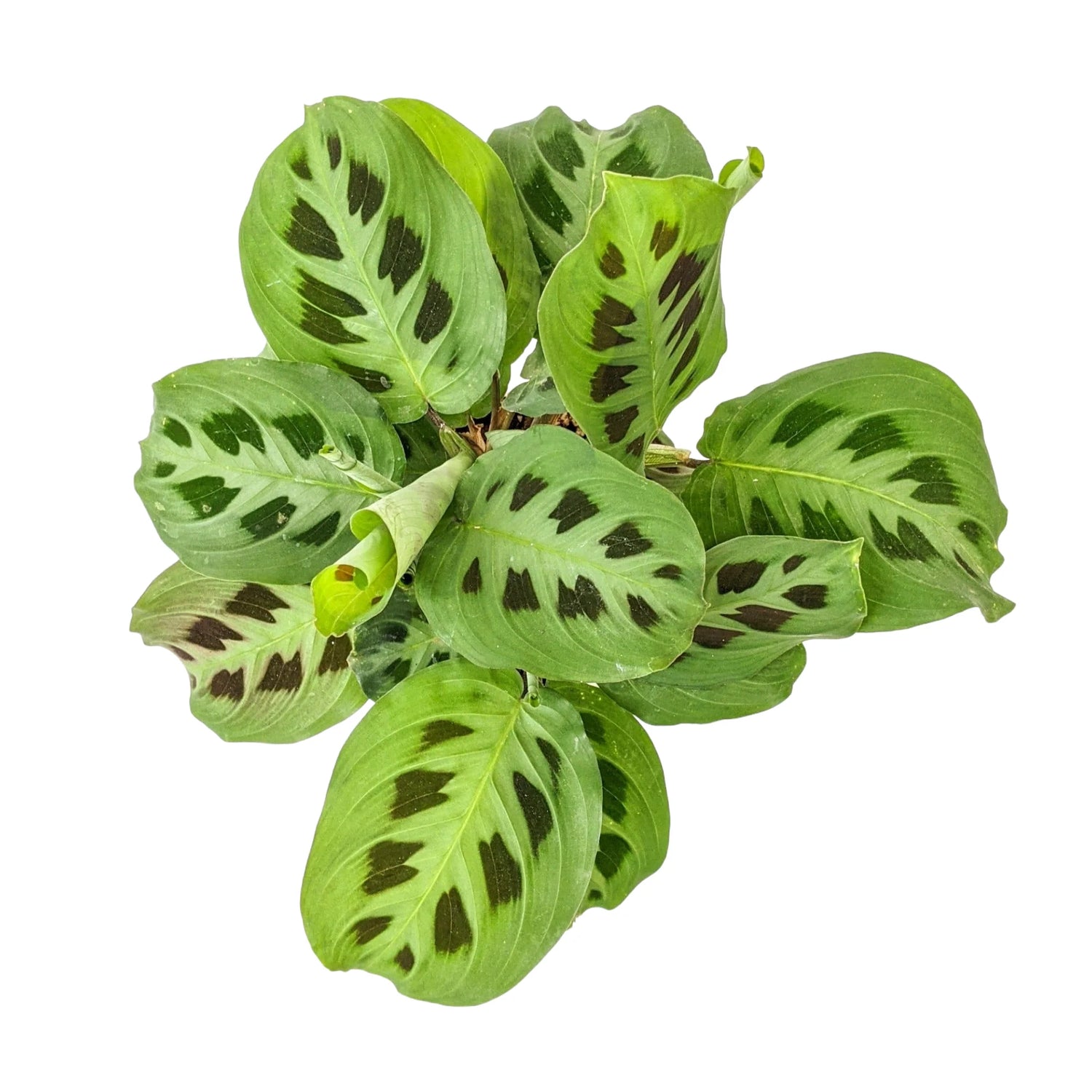 Maranta Leuconeura Plant Seeds