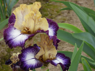 Margin Call Tall Bearded Iris