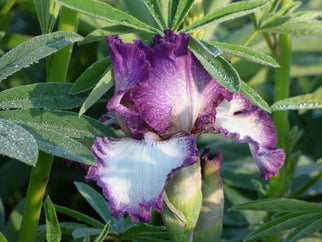 Mariposa Autumn Tall Bearded Iris