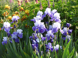 Mariposa Skies Tall Bearded Iris