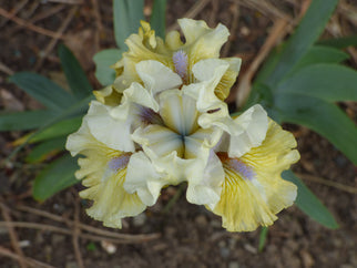 Marsh Mist Intermediate Iris