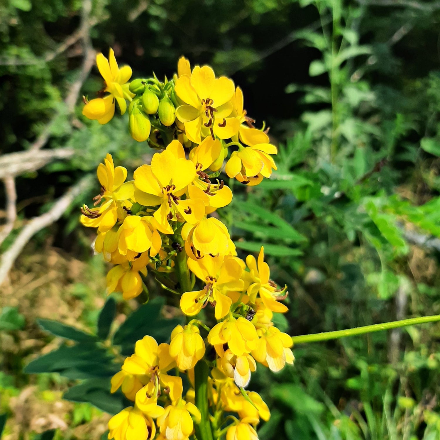 Maryland Senna