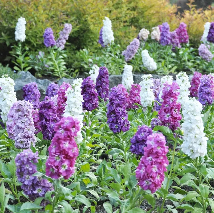 Purple & White Matthiola Incana Seeds – Elegant Flower Seeds for Planting for planting in your garden.