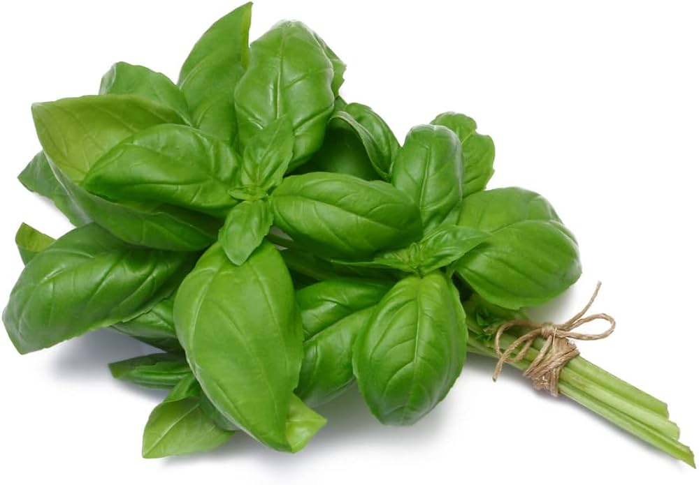 Mature Genovese Basil plant with large, aromatic leaves