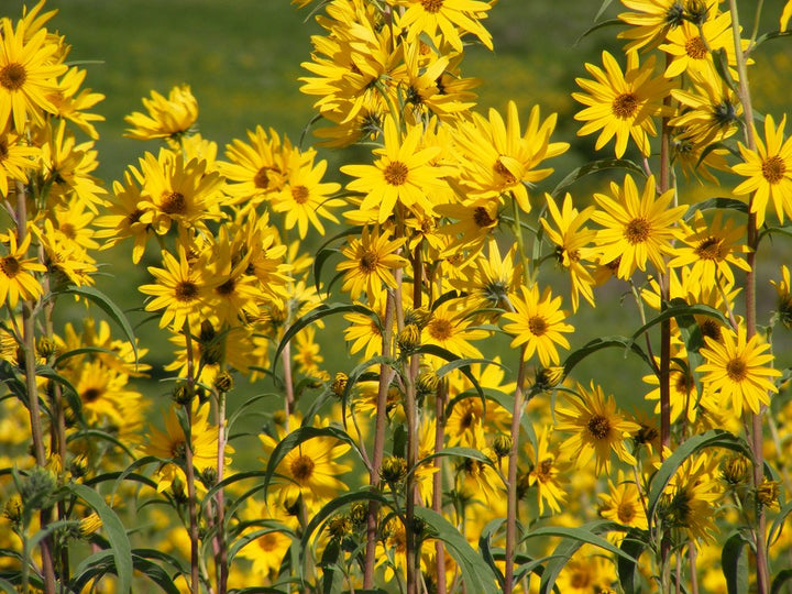 Yellow Maximilian Flower Seeds for Planting, Fresh, 100