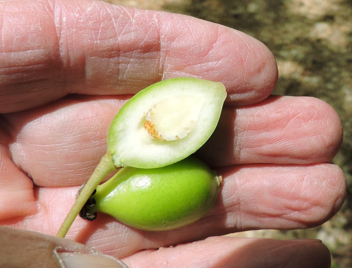 American Mayapple Seeds (Podophyllum peltatum)