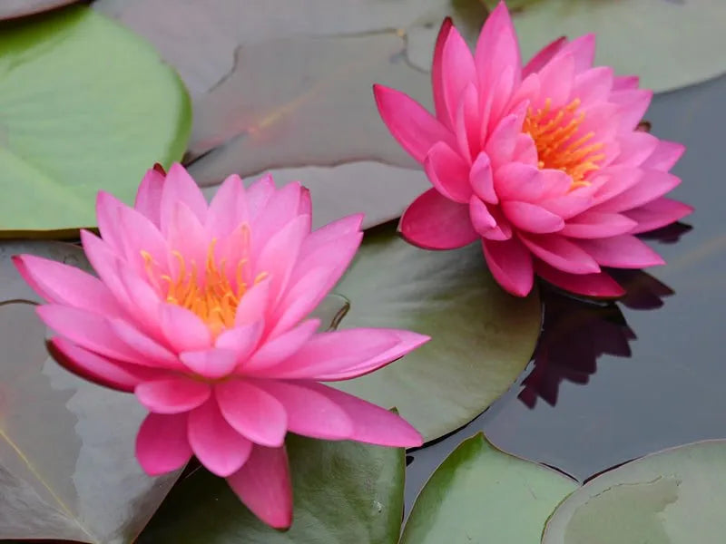 Water Lily Mayla (Nymphaea Mayla)