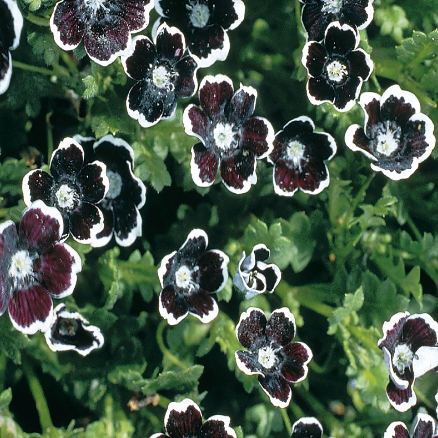 Black Menziesii Flower Seeds for Planting - 100 pcs