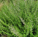 Medicinal Aromatic Micromeria Thymifolia Flower For Sowing heirloom non-gmo organic garden seeds