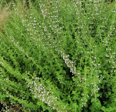 Medicinal Aromatic Micromeria Thymifolia Flower For Sowing heirloom non-gmo organic garden seeds