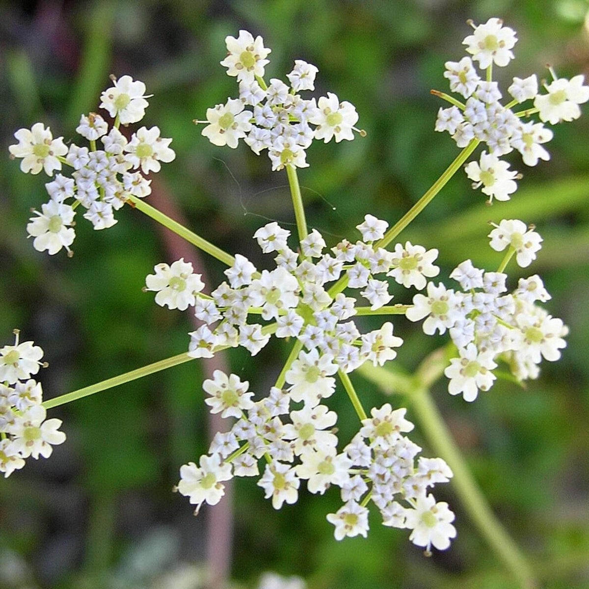 Medicinal Caraway seeds, traditional herb for digestion support and wellness
