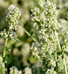 Medicinal And Edible Aromatic Nepeta Cataria For Planting – Heirloom, Non-GMO, High Germination Organic Garden Seeds