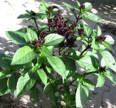 Medicinal And Edible Aromatic Plants Drought Tolerant Ocimum 'Cinnamon – Heirloom, Non-GMO, High Germination Organic Garden Seeds