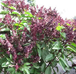 Medicinal And Edible Aromatic Plants Drought Tolerant Ocimum 'Morpha heirloom non-gmo organic garden seeds