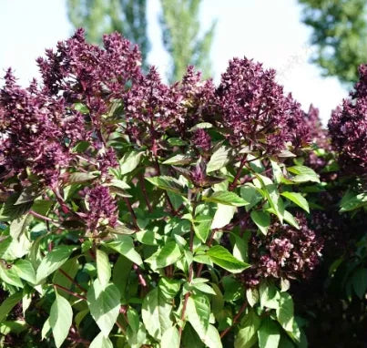 Medicinal And Edible Aromatic Plants Drought Tolerant Ocimum 'Morpha – Heirloom, Non-GMO, High Germination Organic Garden Seeds