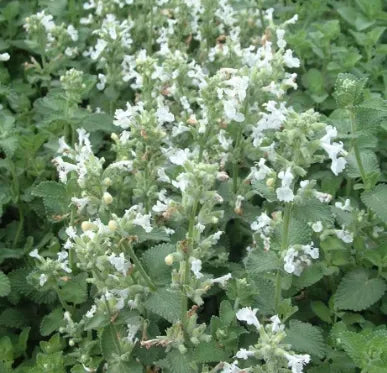 Medicinal And Edible Aromatic Plants Nepeta Cataria Flower For Planting – Heirloom, Non-GMO, High Germination Organic Garden Seeds