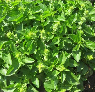 Medicinal And Edible Aromatic Plants Ocimum Basilicum Flower heirloom non-gmo organic garden seeds