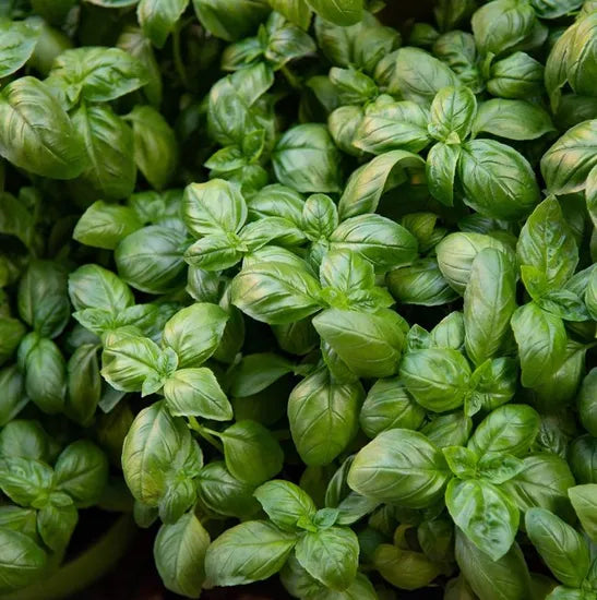 Medicinal And Edible Aromatic Plants Ocimum Basilicum Flower – Heirloom, Non-GMO, High Germination Organic Garden Seeds