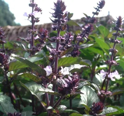 Medicinal And Edible Aromatic Plants Ocimum Gratissimum Flower heirloom non-gmo organic garden seeds