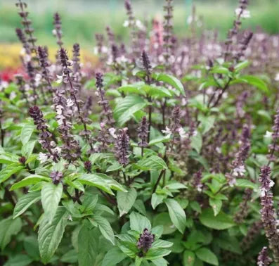 Medicinal And Edible Aromatic Plants Ocimum Gratissimum Flower – Heirloom, Non-GMO, High Germination Organic Garden Seeds