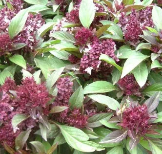 Medicinal And Edible Aromatic Plants Ocimum 'Morpha Flower heirloom non-gmo organic garden seeds