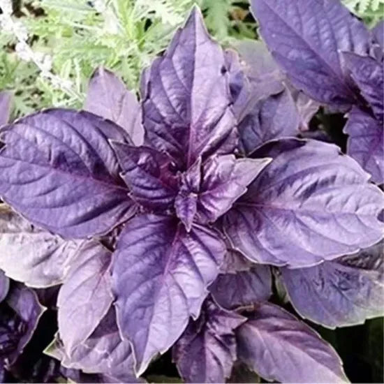 Medicinal And Edible Aromatic Plants Ocimum 'Purple Ruffles Flower heirloom non-gmo organic garden seeds