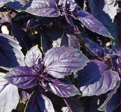 Medicinal And Edible Aromatic Plants Ocimum 'Purple Ruffles Flower – Heirloom, Non-GMO, High Germination Organic Garden Seeds