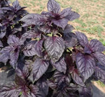 Medicinal And Edible Aromatic Plants Ocimum 'Purple Ruffles heirloom non-gmo organic garden seeds