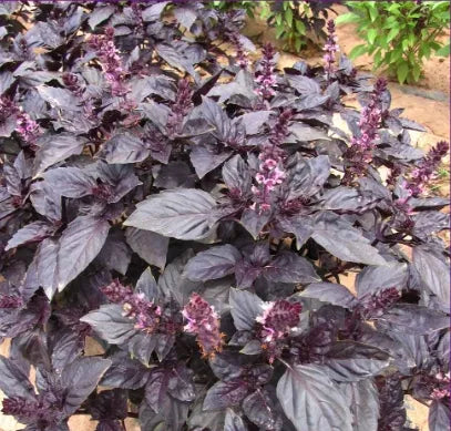 Medicinal And Edible Aromatic Plants Ocimum 'Purple Ruffles – Heirloom, Non-GMO, High Germination Organic Garden Seeds