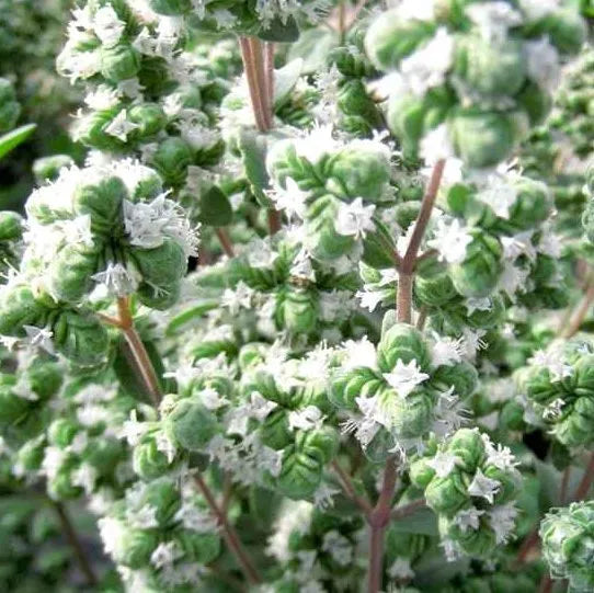 Medicinal And Edible Aromatic Plants Origanum Majorana Flower heirloom non-gmo organic garden seeds
