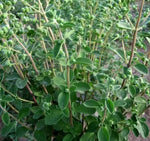 Medicinal And Edible Aromatic Plants Origanum Majorana heirloom non-gmo organic garden seeds