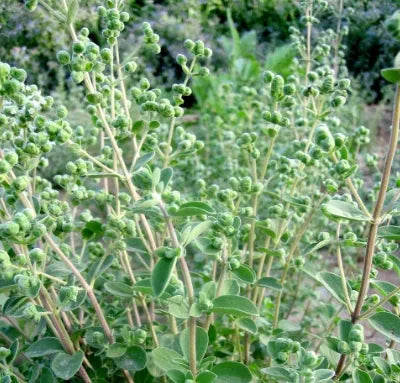 Medicinal And Edible Aromatic Plants Origanum Majorana – Heirloom, Non-GMO, High Germination Organic Garden Seeds