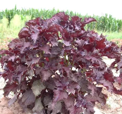 Medicinal And Edible Aromatic Plants Perilla Frutescens Flower heirloom non-gmo organic garden seeds