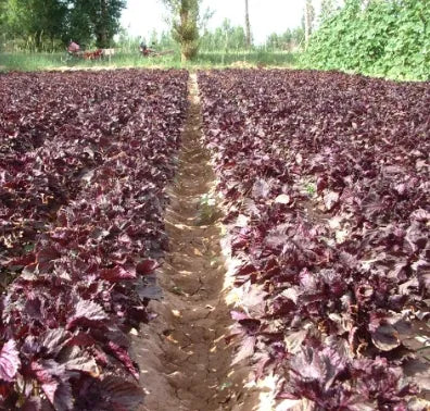 Medicinal And Edible Aromatic Plants Perilla Frutescens Flower – Heirloom, Non-GMO, High Germination Organic Garden Seeds