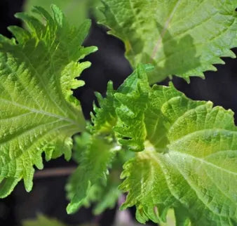 Medicinal And Edible Aromatic Plants Perilla Frutescens heirloom non-gmo organic garden seeds