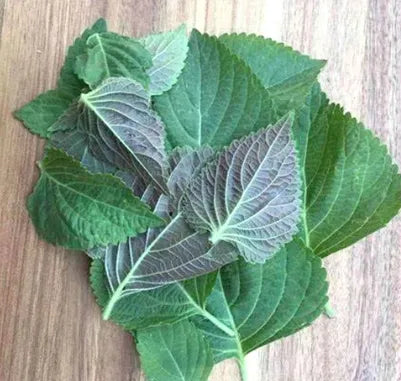 Medicinal And Edible Aromatic Plants Perilla Frutescens – Heirloom, Non-GMO, High Germination Organic Garden Seeds