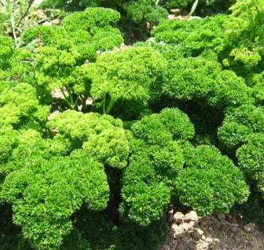 Medicinal And Edible Aromatic Plants Petroselinum Crispum heirloom non-gmo organic garden seeds