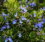 Medicinal And Edible Aromatic Plants Rosmarinus Officinalis heirloom non-gmo organic garden seeds
