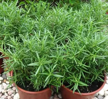 Medicinal And Edible Aromatic Plants Rosmarinus Officinalis – Heirloom, Non-GMO, High Germination Organic Garden Seeds