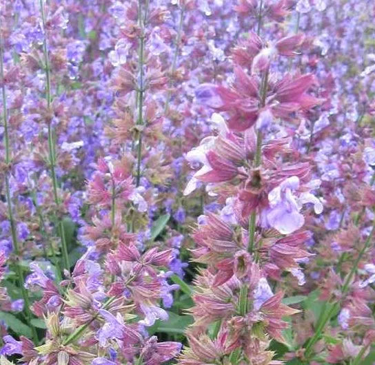 Medicinal And Edible Aromatic Plants Salvia Officinalis Flower heirloom non-gmo organic garden seeds