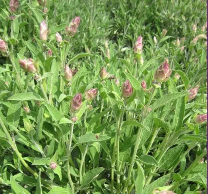 Medicinal And Edible Aromatic Plants Salvia Officinalis Flower – Heirloom, Non-GMO, High Germination Organic Garden Seeds