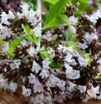Medicinal And Edible Aromatic Plants Origanum Vulgare heirloom non-gmo organic garden seeds