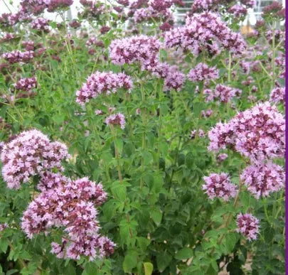 Medicinal And Edible Aromatic Plants Origanum Vulgare – Heirloom, Non-GMO, High Germination Organic Garden Seeds