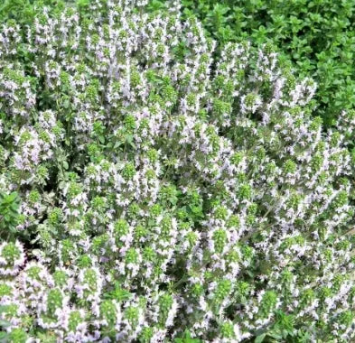 Medicinal And Edible Aromatic Plants Thymus Serpyllum Flower – Heirloom, Non-GMO, High Germination Organic Garden Seeds