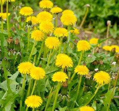 Medicinal And Edible Aromatic Plants Taraxacum Mongolicum – Heirloom, Non-GMO, High Germination Organic Garden Seeds