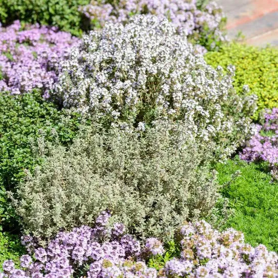 Medicinal And Edible Aromatic Plants Thymus Vulgaris – Heirloom, Non-GMO, High Germination Organic Garden Seeds