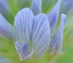 Medicinal And Edible Aromatic Plants Trigonella Caerulea heirloom non-gmo organic garden seeds